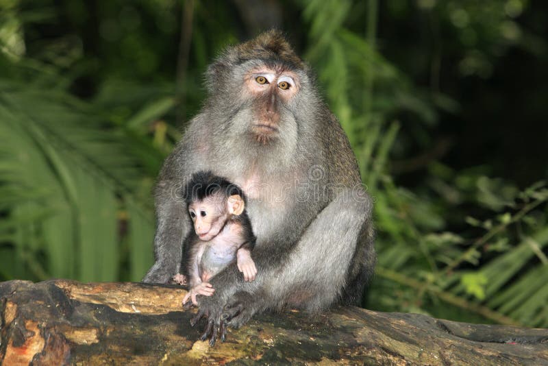 Macaque y bebé atados largos imágenes de archivo libres de regalías Macaque y bebé atados largos imágenes de archivo libres de regalías