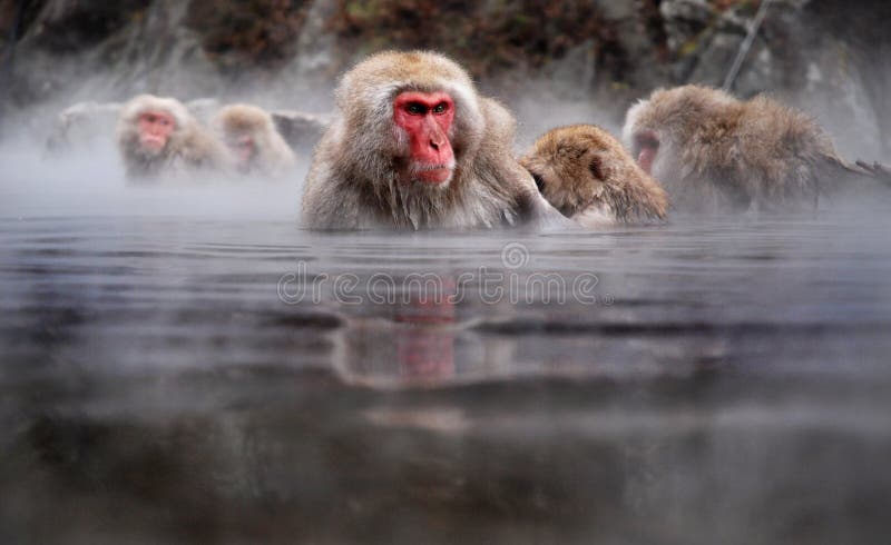 Macaques in a hot spring