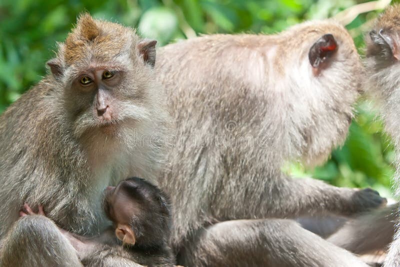 Macacos-de-cauda-longa. Ubud, Bali fotografia de stock royalty free
