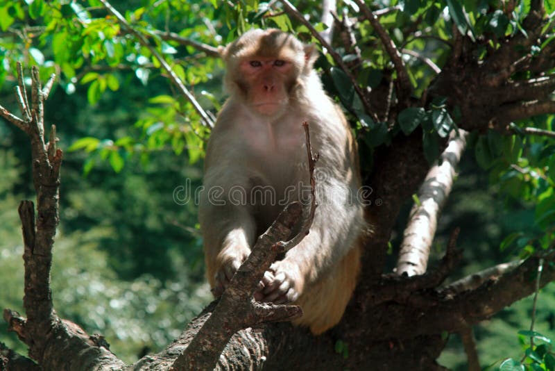 Macaques masculinos del macaco de la India que miran el ambiente foto de archivo libre de regalías