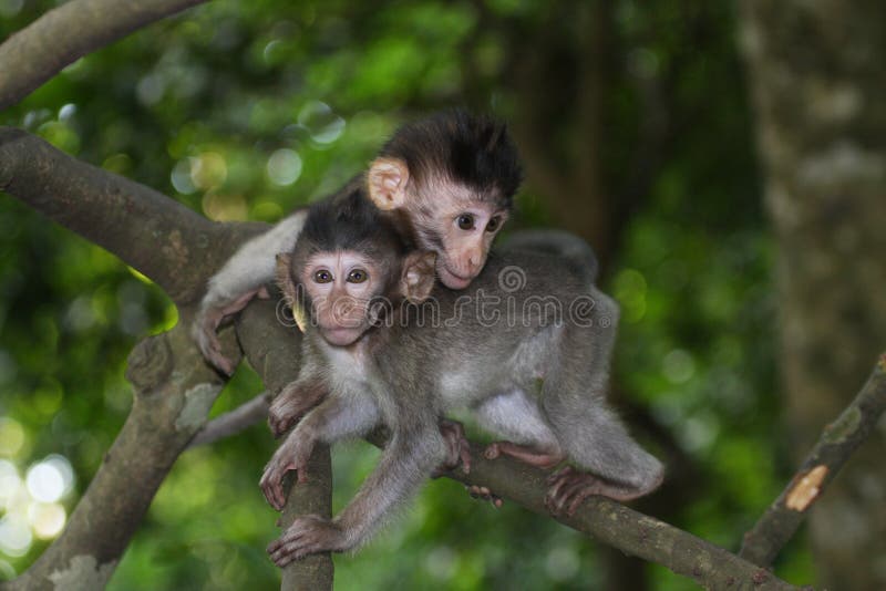 Macaques por muito tempo atados do bebê foto de stock royalty free Macaques por muito tempo atados do bebê foto de stock royalty free