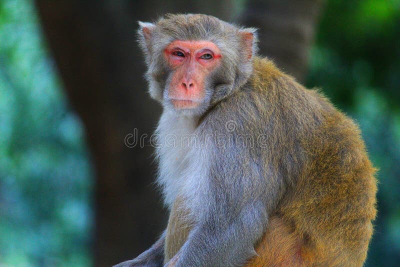 125 Fotos de Stock de Macaco Do Albino - Fotos de Stock Gratuitas e Sem  Fidelização a partir da Dreamstime