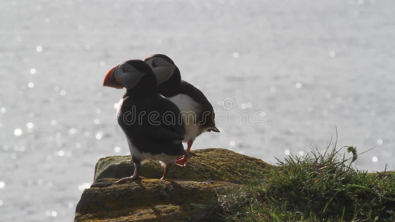 Macareux atlantiques terre-neuve-et-labrador