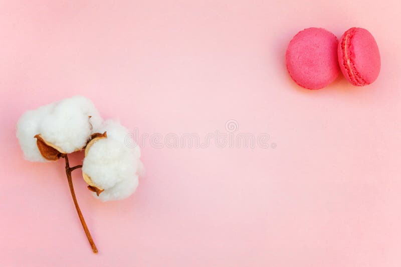 Macaron Avec Des Fleurs De Coton Sur Le Fond Rose Image stock - Image du  cookies, macaron: 115678847