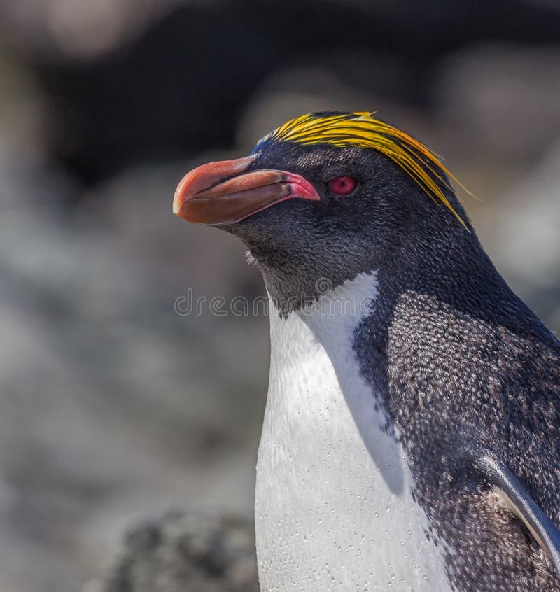 Macaroni Penguin Just Out of the Water with Yellow Head Feathers Flat Stock  Image - Image of line, feeding: 147784195