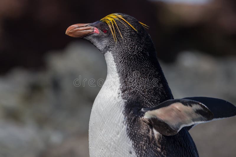 Macaroni Penguin portrait left