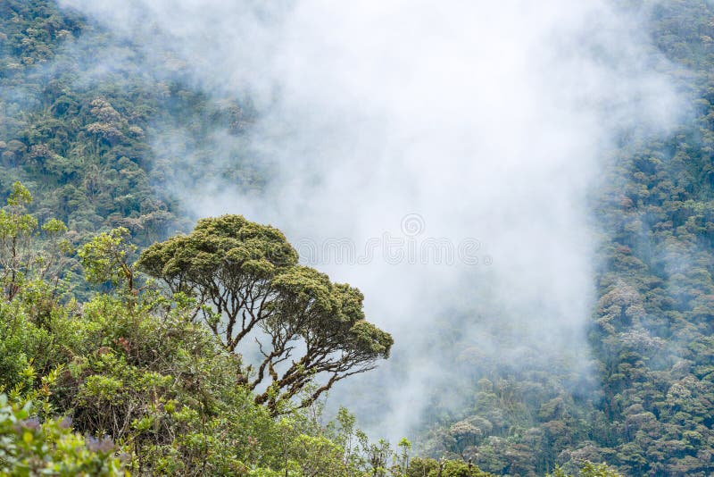 Macas, Andes. Ecuador