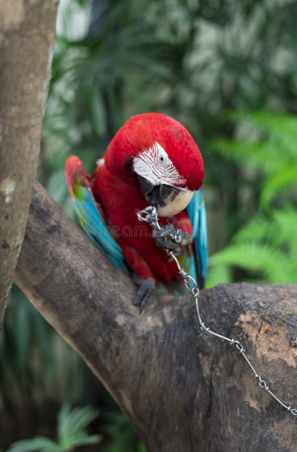 macaw stock afbeelding macaw stock afbeelding