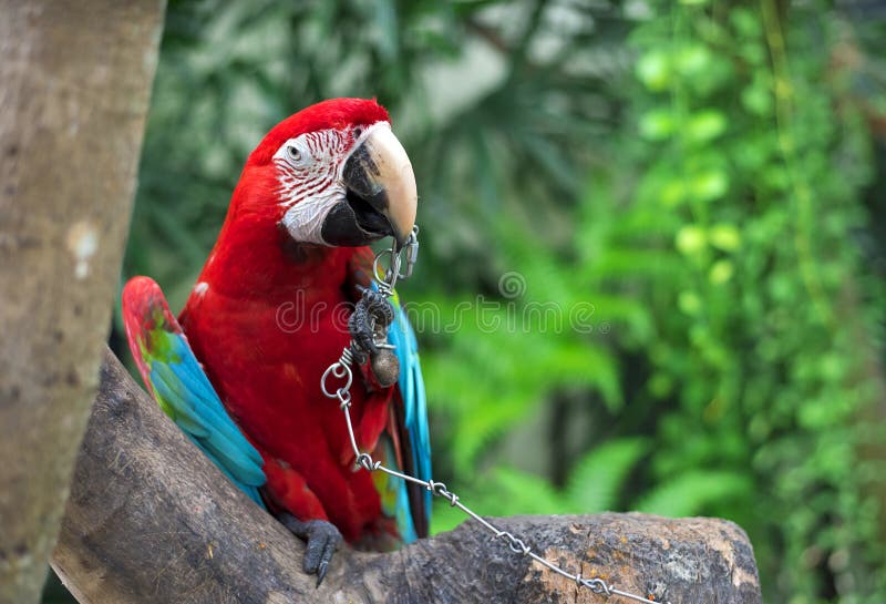 macaw stock afbeelding macaw stock afbeelding