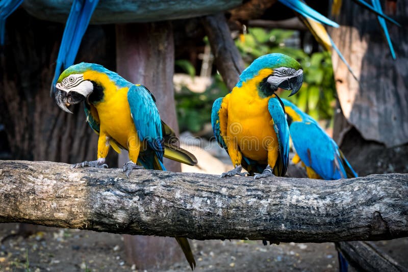macaw stock foto's macaw stock foto's
