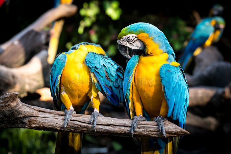 macaw stock foto's macaw stock foto's