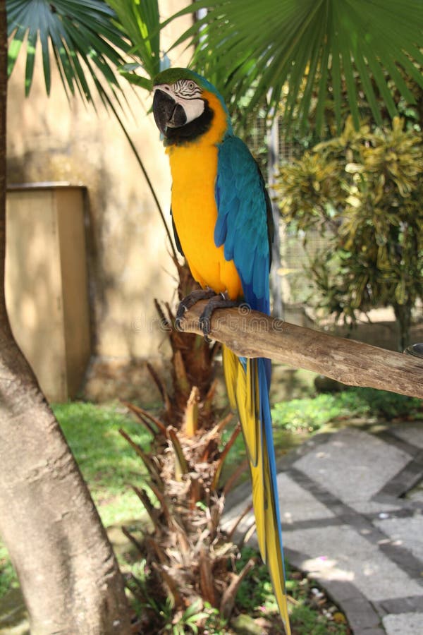 macaw royalty-vrije stock fotografie macaw royalty-vrije stock fotografie