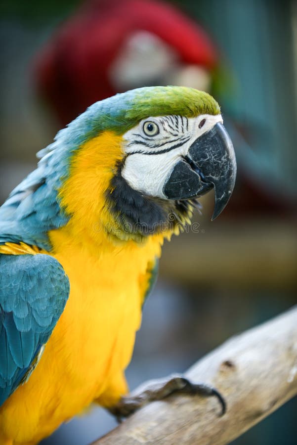 macaw royalty-vrije stock foto macaw royalty-vrije stock foto