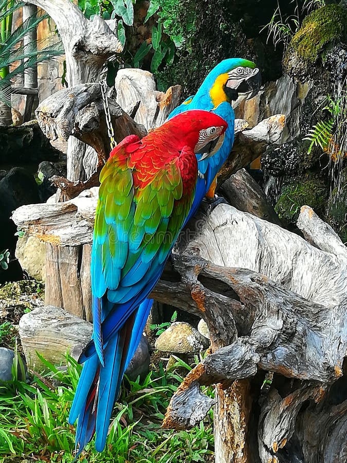 macaw stock foto macaw stock foto