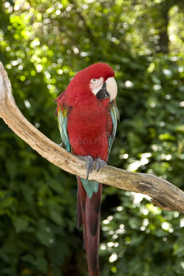 Macaw