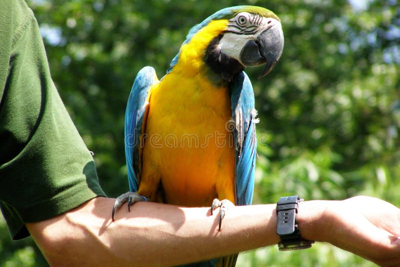 macaw stock fotografie macaw stock fotografie