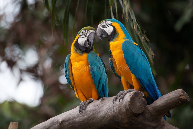 macaw stock fotografie macaw stock fotografie