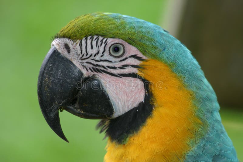 Macaw