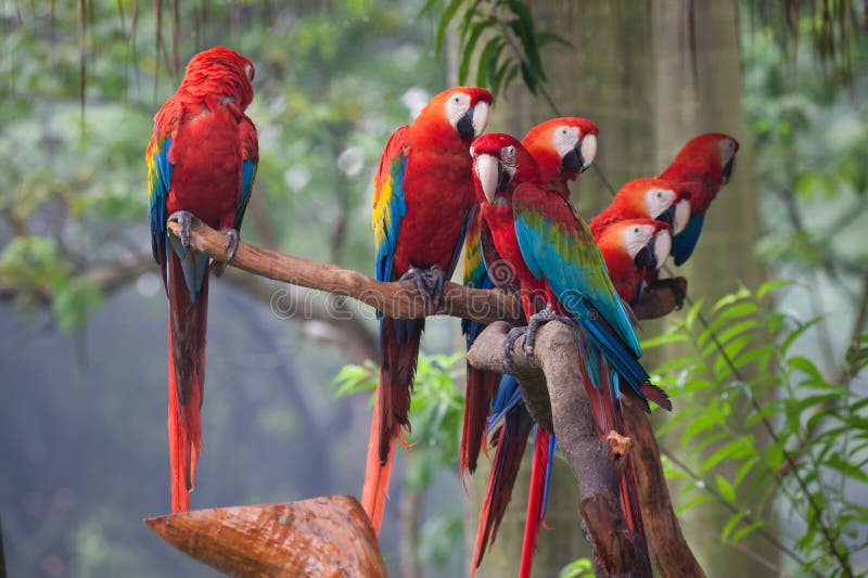 macaw stock afbeeldingen macaw stock afbeeldingen