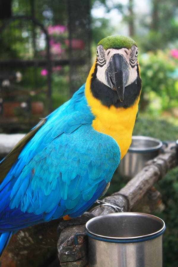 macaw stock foto's macaw stock foto's