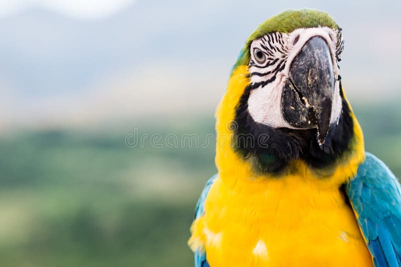 macaw stock afbeelding macaw stock afbeelding