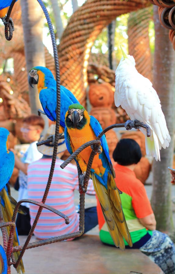 macaw royalty-vrije stock foto macaw royalty-vrije stock foto