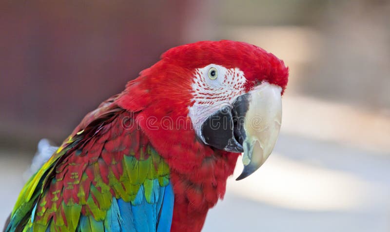 macaw royalty-vrije stock afbeelding macaw royalty-vrije stock afbeelding