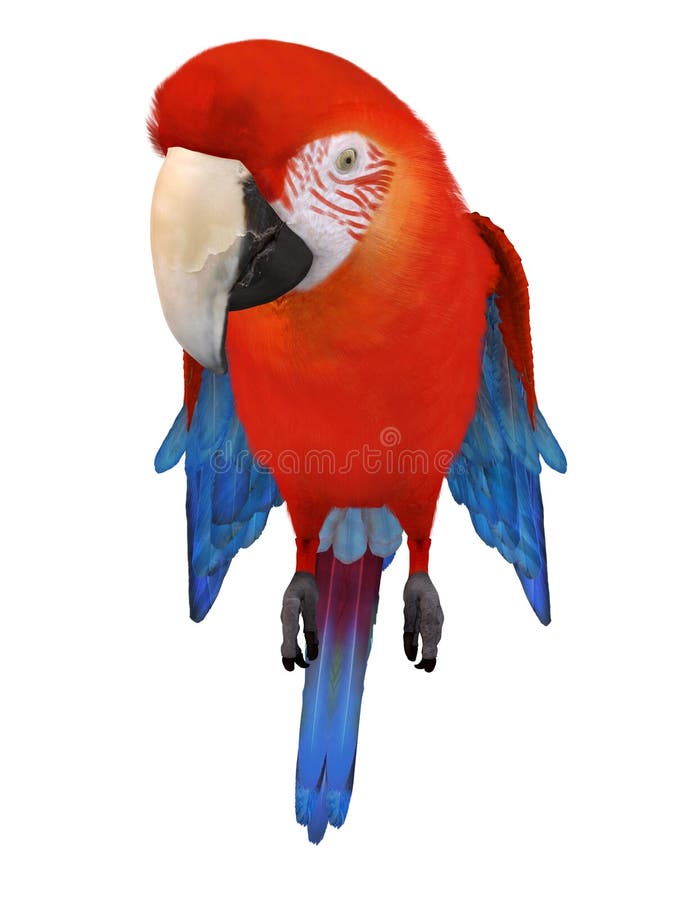 Macaw ilustração do vetor