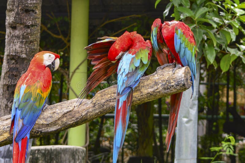 macaw stock foto macaw stock foto