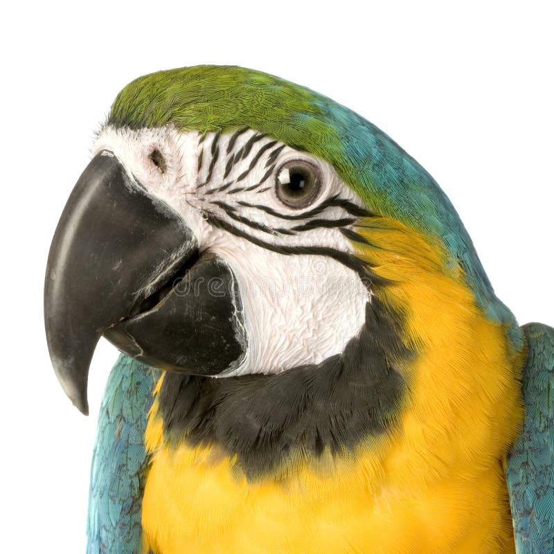 Macaw - ararauna del Ara