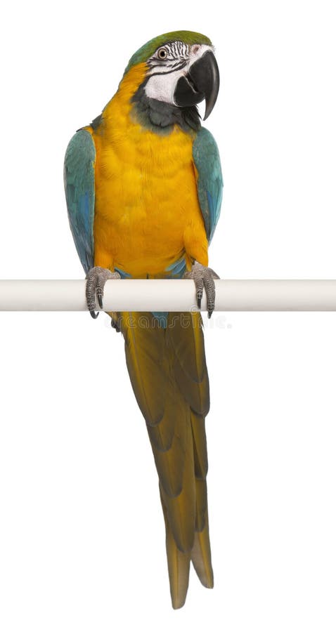 Macaw azul y amarillo, Ara Ararauna