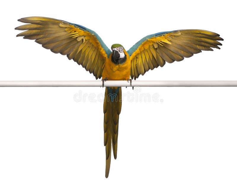 Macaw azul y amarillo, Ara Ararauna