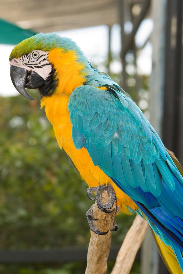 Macaw Azul-y-amarillo (ararauna del Ara)