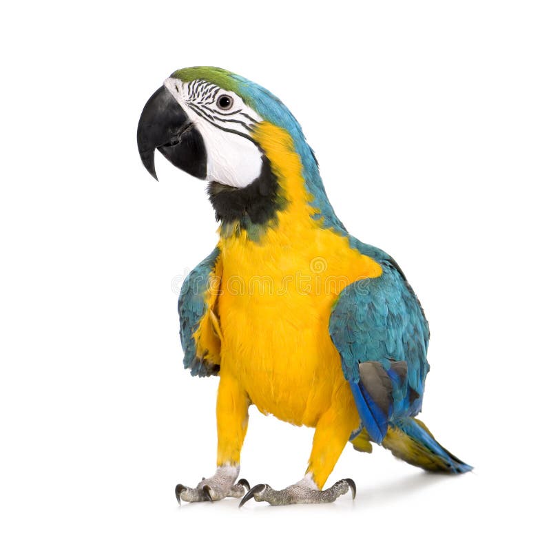 Macaw Azul-y-amarillo joven - ararauna del Ara (8 meses)