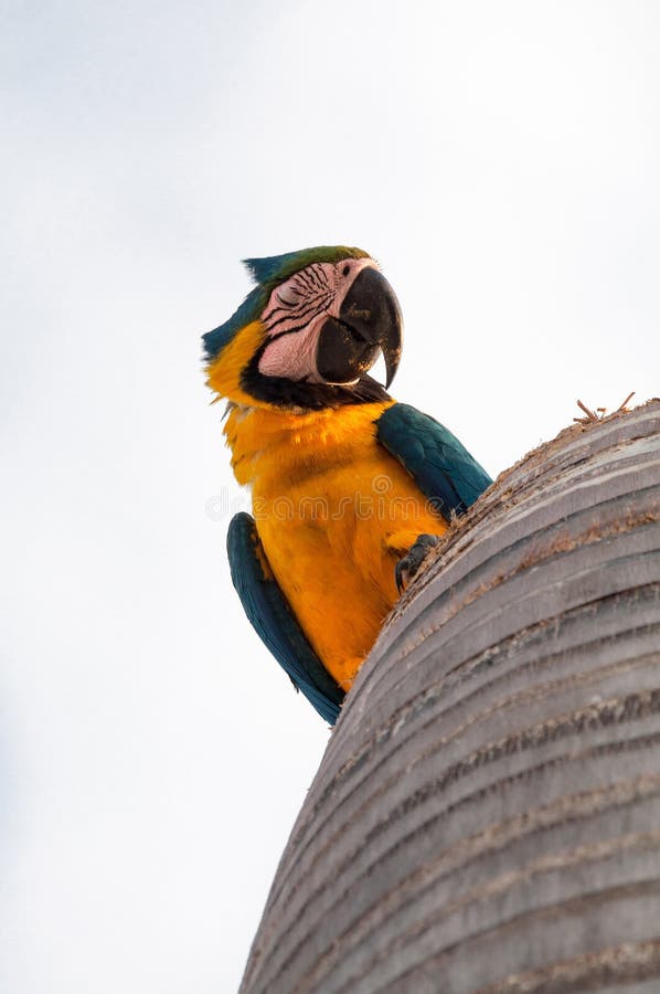 Macaw Bird Eyes Closed Stock Photos Free & RoyaltyFree Stock Photos