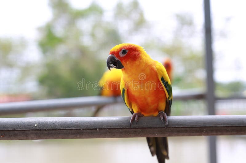 Macaw Birds Animal Catch on Iron Railing in Zoo Stock Image Image of