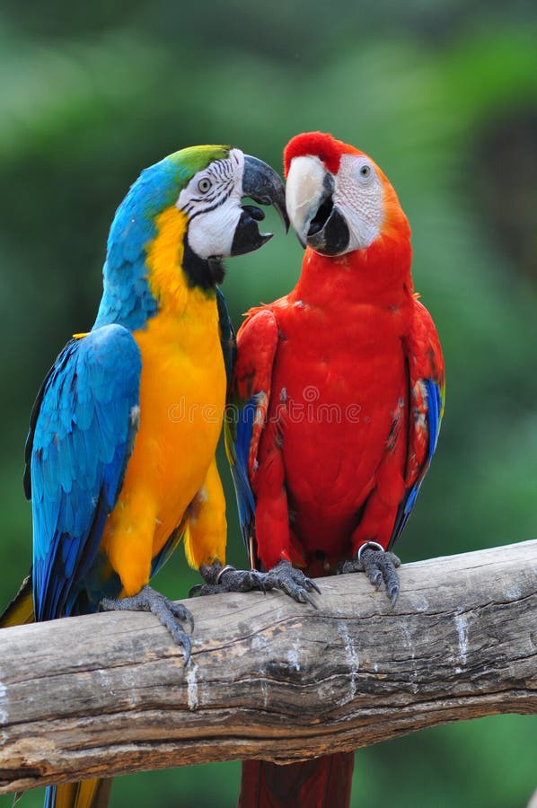 Macaw colorido do pássaro do amor do papagaio imagem de stock Macaw colorido do pássaro do amor do papagaio imagem de stock