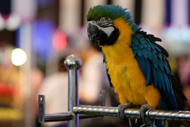 Macaw coloré photographie stock Macaw coloré photographie stock
