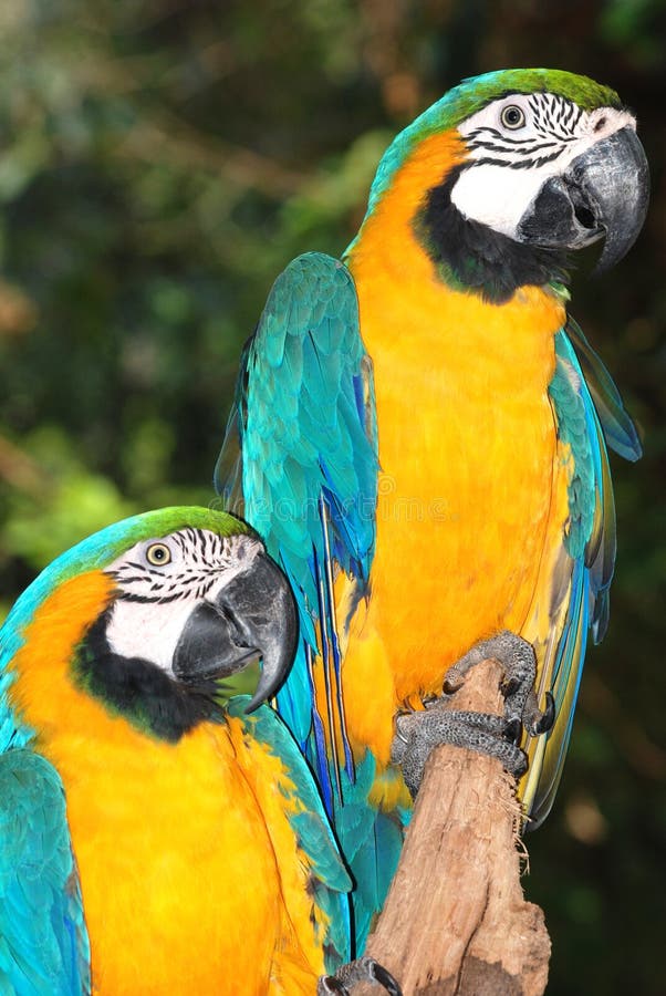 Close up of blue and gold macaw. Close up of blue and gold macaw