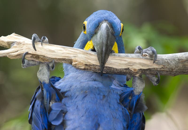 Macaw de jacinthe jouant dans l'arbre, pantanal, Brésil image libre de droits Macaw de jacinthe jouant dans l'arbre, pantanal, Brésil image libre de droits