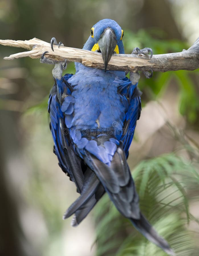 Macaw de jacinthe jouant dans l'arbre, pantanal, Brésil photos libres de droits Macaw de jacinthe jouant dans l'arbre, pantanal, Brésil photos libres de droits