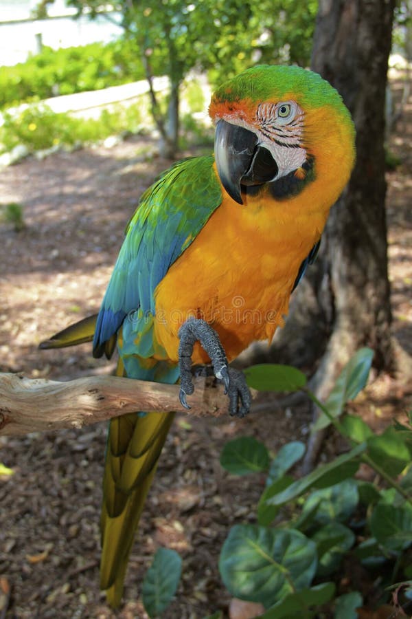 Macaw hybride intégral images stock Macaw hybride intégral images stock