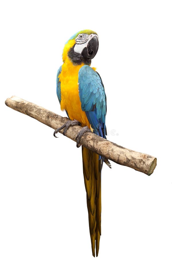 Macaw parrot