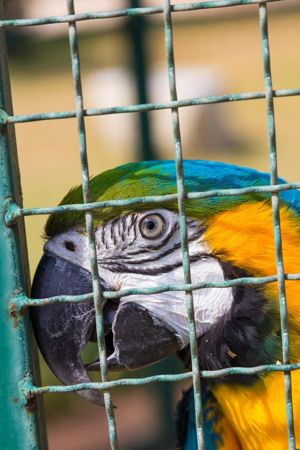 Macaw parrot in bird cage stock image. Image of natural 36774839