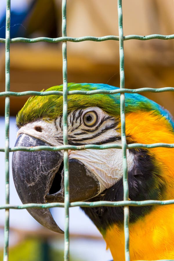 594 Macaw Parrot Closeup Bird Cage Stock Photos Free & RoyaltyFree