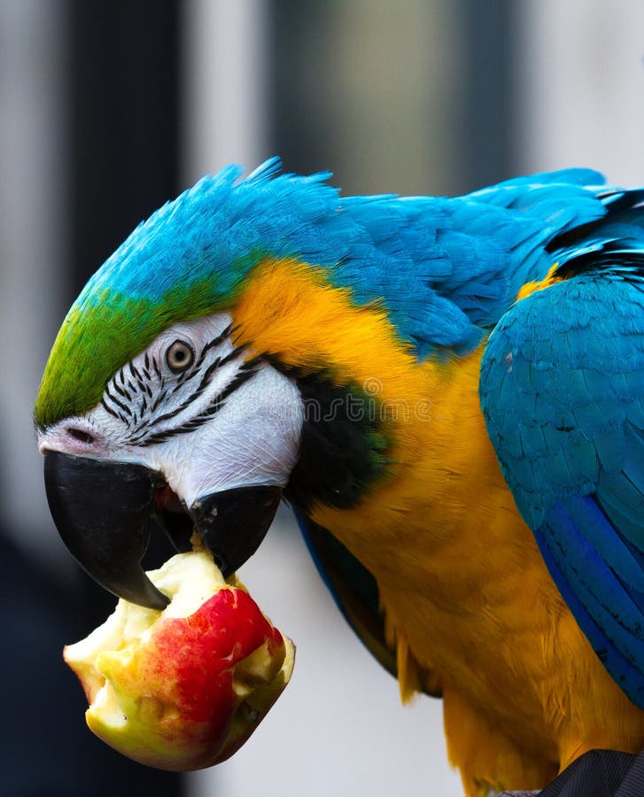 Can Macaws Eat Apples
