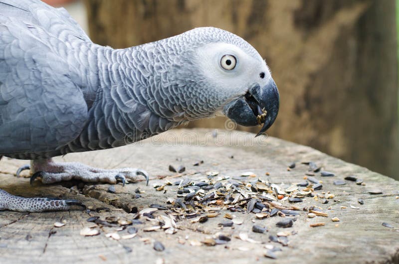 Macaw Parrots Eating Seed Wood Stock Photos Free & RoyaltyFree Stock