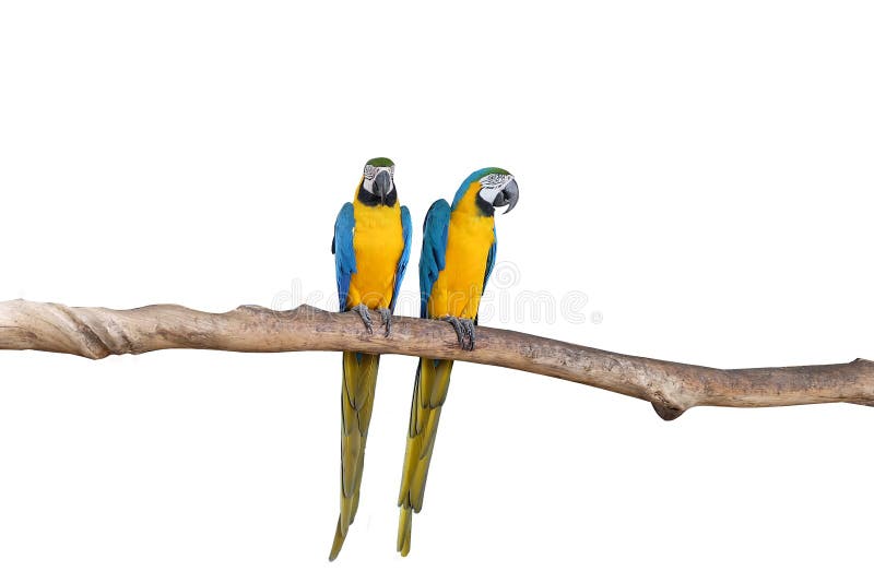 Macaw parrots stand on the branchesâ€‹ withâ€‹ whiteâ€‹ background.â€‹ isolatedâ€‹ parrot.â€‹ Brids.