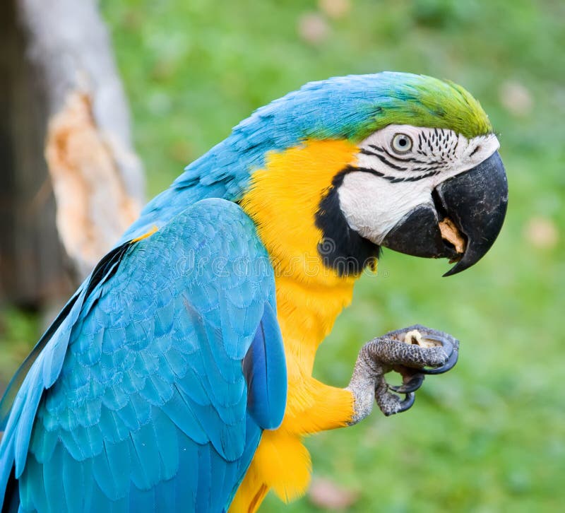 Macaw que come una tuerca