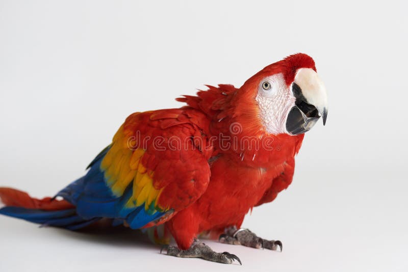 Macaw red parrot sit on white background stock photo Macaw red parrot sit on white background stock photo